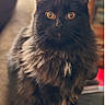 cat, black_cat, longhaired, fluffy, feline, pet, animal, portrait, closeup, golden_eyes, whiskers, ears, fur, sitting, indoors, home, soft_lighting, centered_composition, photography, serious_expression