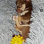 Atao a rejoint le concours — aidez-le/la à gagner de superbes lots ! animal, blanket, brown_dog, cozy, cute, dog, fluffy, fur, indoors, nap, pet, puppy, relaxation, resting, sleep, sleeping, small_dog, toy, white_fur, yellow_toy