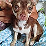 arm, blanket, brown_and_white, chihuahua, close_up, companion, cute, dog, domestic_animal, ears, eyes, fur, hand, indoor, nose, patterned_blanket, person, pet, sitting, small_dog