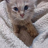 Brownsugar is registered to the contest to win money with this photo: animal, blanket, cat, comfort, cozy, curious, cute, ears, eyes, fur, furry, indoor, kitten, paw, pet, resting, small, soft, whiskers, young