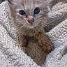 animal, blanket, cat, comfort, cozy, curious, cute, ears, eyes, fur, furry, indoor, kitten, paw, pet, resting, small, soft, whiskers, young