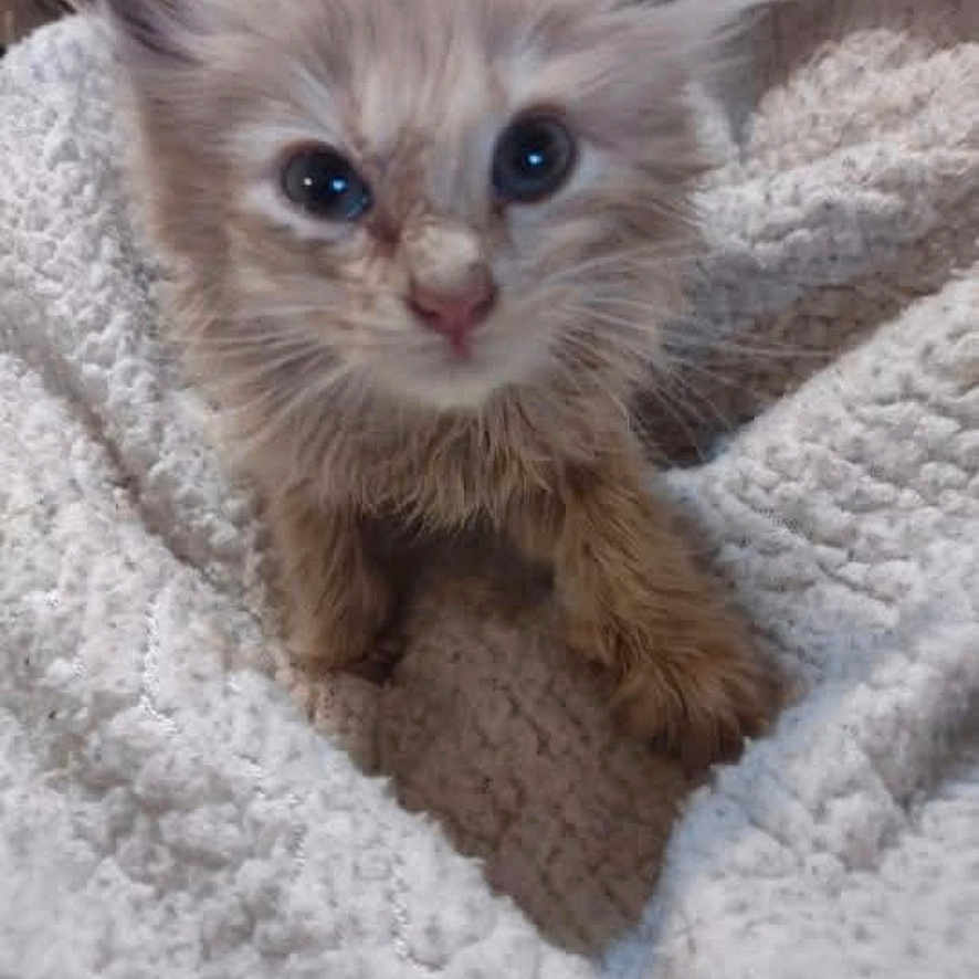 Brownsugar is registered to the contest to win money with this photo: animal, blanket, cat, comfort, cozy, curious, cute, ears, eyes, fur, furry, indoor, kitten, paw, pet, resting, small, soft, whiskers, young