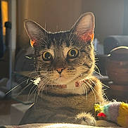 Shelly joined the competition — help win amazing prizes! animal, backlit, blurred_background, cat, closeup, collar, colorful, cozy, curious, domestic, ears, furniture, indoor, pet, soft_light, sunlight, tabby, toy, whiskers, yellow_eyes