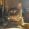 cat, tabby, indoor, yellow_eyes, whiskers, ears, sunlight, backlit, toy, colorful, furniture, cozy, pet, closeup, curious, animal, domestic, collar, soft_light, blurred_background