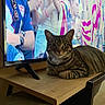 Shelly is registered to the contest to win money with this photo: animal, cat, colorful, domestic, ears, furniture, household, indoor, living_room, people, pet, relaxed, screen, sitting, striped, tabby, table, television, whiskers, wood