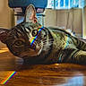 Shelly joined the competition — help win amazing prizes! animal, cat, close_up, cozy, daylight, ears, feline, floor, green_eyes, home, indoor, lying_down, pet, rainbow, reflection, relaxed, sunlight, tabby_cat, whiskers, wooden_floor