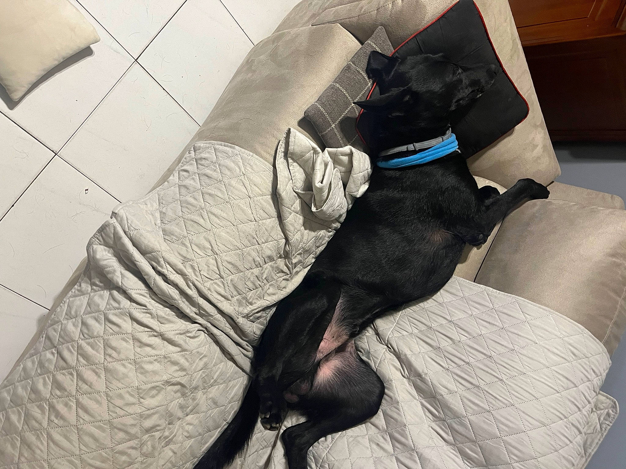 Attila a rejoint le concours — aidez-le/la à gagner de superbes lots ! carnivore, comfort, companion_dog, dog, dog_breed, fawn, felidae, flooring, fur, grey, human_leg, linens, room, small_to_medium_sized_cats, snout, sporting_group, tail, tints_and_shades, wood, working_animal