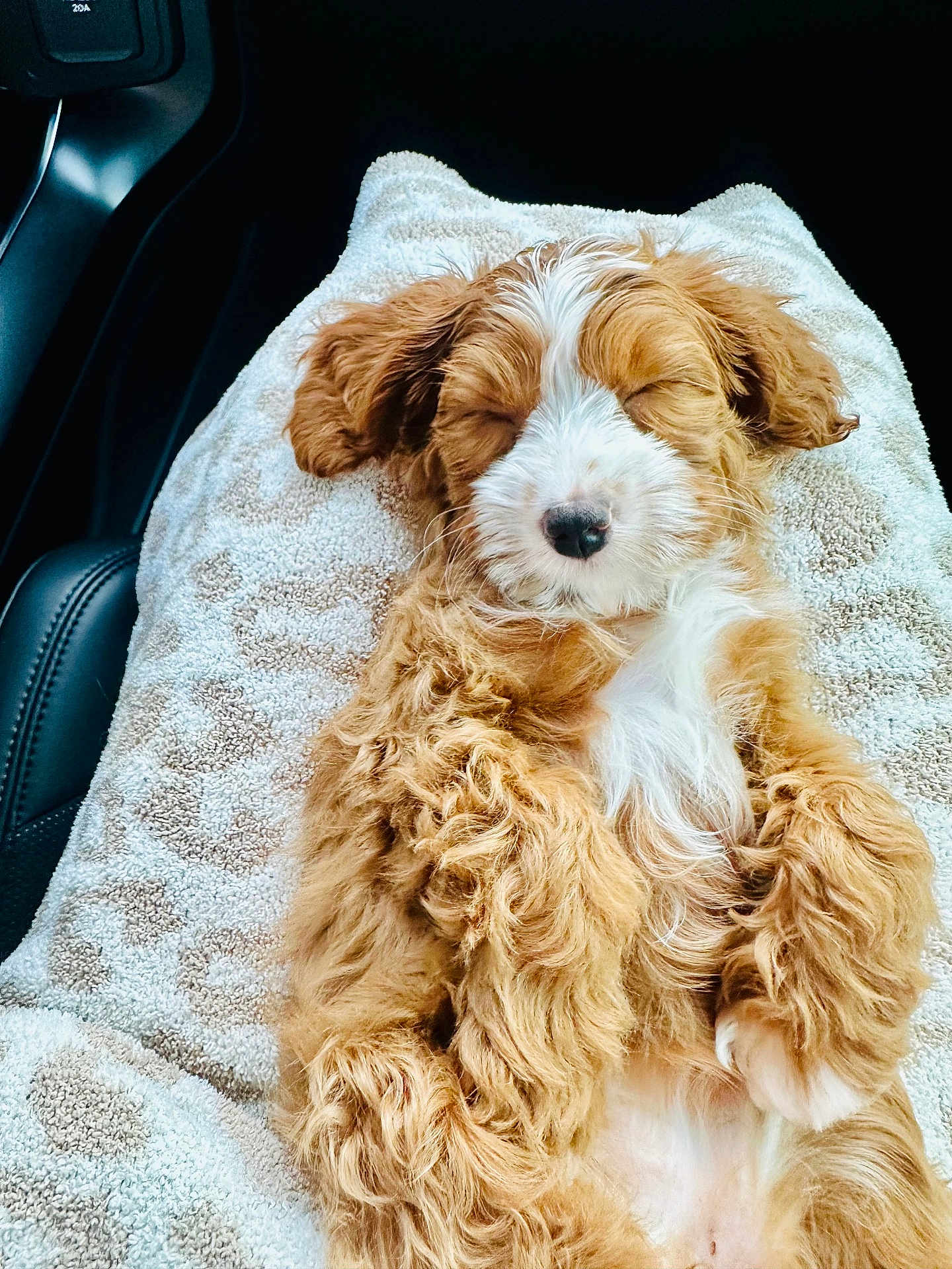 Ellie is registered to the contest to win money with this photo: puppy, dog, sleeping, towel, blanket, car_interior, seat, fur, cute, pet, paws, nose, closed_eyes, relaxed, cozy, brown_fur, white_marking, belly, portrait, soft_texture