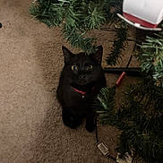 Coco Bean is registered to the contest to win money with this photo: animal, black_cat, carpet, cat, christmas_tree, collar, curious, cute, decoration, domestic_animal, feline, festive, floor, greenery, holiday, home, indoor, looking_up, pet, tree_branches