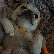 Sabrina is registered to the contest to win money with this photo: dog, pug, pet, blanket, cozy, snuggled, fur, animal, cute, indoor, relaxed, lying_down, face, paw, collar, tag, knitted_blanket, soft, resting, companion