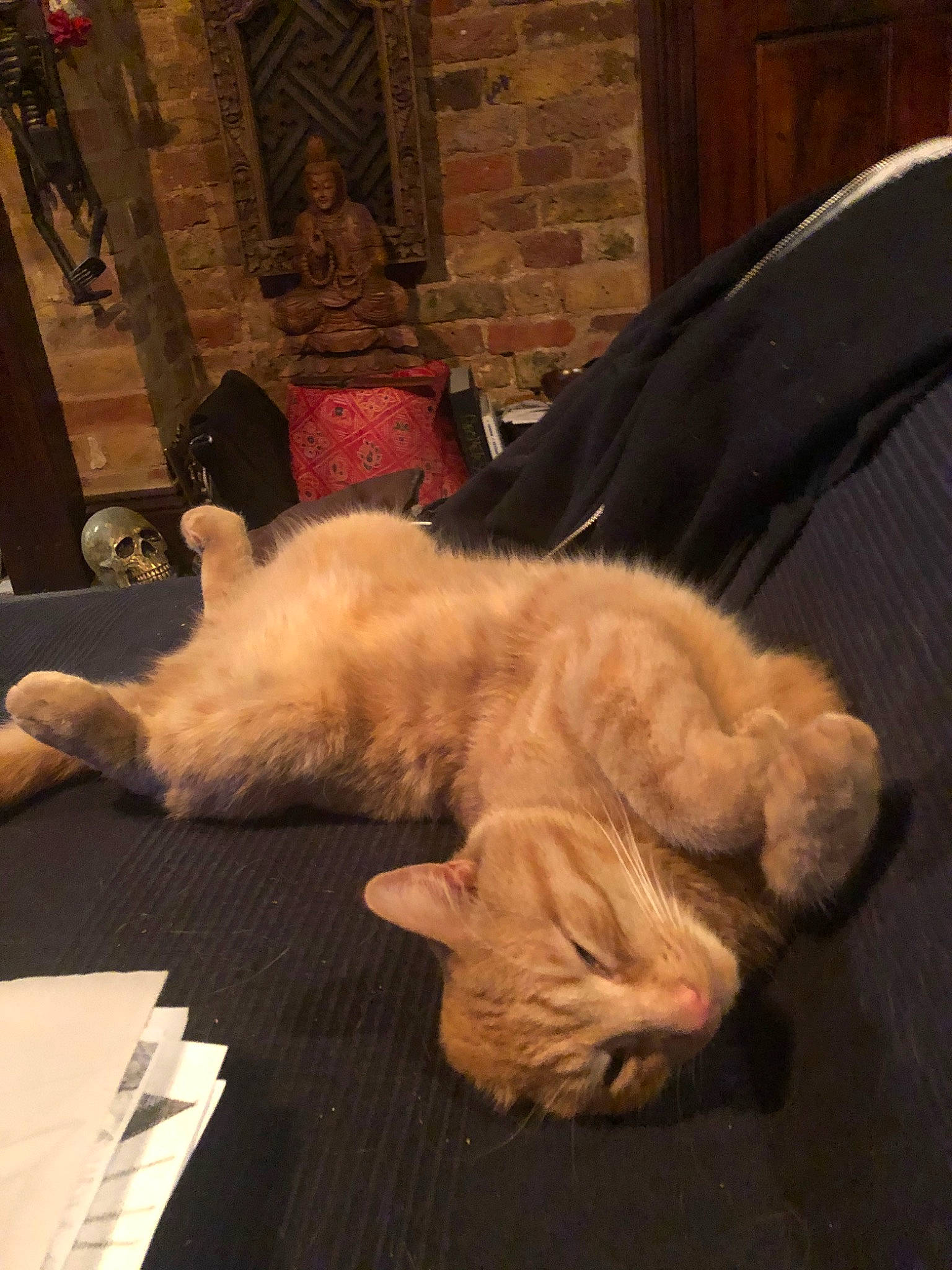 Loki is registered to the contest to win money with this photo: carnivore, cat, fawn, felidae, fur, paw, small_to_medium_sized_cats, tail, whiskers