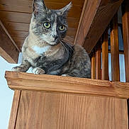 Plume participe au concours pour gagner de l'argent avec cette photo : abyssinian, animal, architecture, building, cat, closet, cupboard, drawer, furniture, handrail, hardwood, house, housing, manx, pet, plywood, shelf, stainedwood, staircase, wood