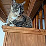 abyssinian, animal, architecture, building, cat, closet, cupboard, drawer, furniture, handrail, hardwood, house, housing, manx, pet, plywood, shelf, stainedwood, staircase, wood