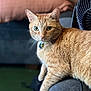 Jack is registered to the contest to win money with this photo: cat, ginger_cat, feline, pet, indoor, couch, armrest, closeup, fur, whiskers, collar, bell, curious, wide_eyes, domestic_animal, furniture, blurred_background, cozy, resting, household