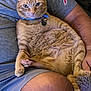 cat, orange_tabby, collar, pet_tag, indoor, person, lap, relaxed, fur, paw, human_arm, grey_shirt, blue_collar, closeup, pet, animal, domestic_cat, seated, looking_at_camera, cozy