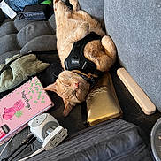 Jack joined the competition — help win amazing prizes! cat, ginger_cat, sleeping, harness, couch, wallet, budget_planner, power_strip, cushion, blanket, indoor, cozy, relaxation, pet, fur, resting, household_items, pink, gold, black
