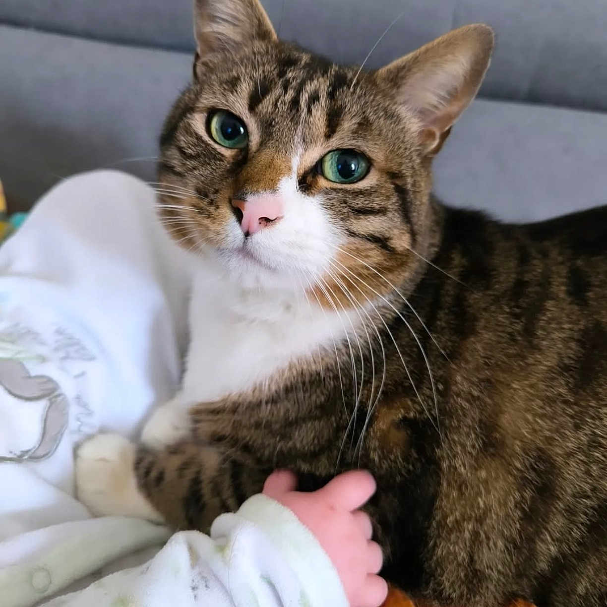 Naga a rejoint le concours — aidez-le/la à gagner de superbes lots ! abyssinian, animal, blanket, cat, couch, egyptiancat, furniture, kitten, manx, pet