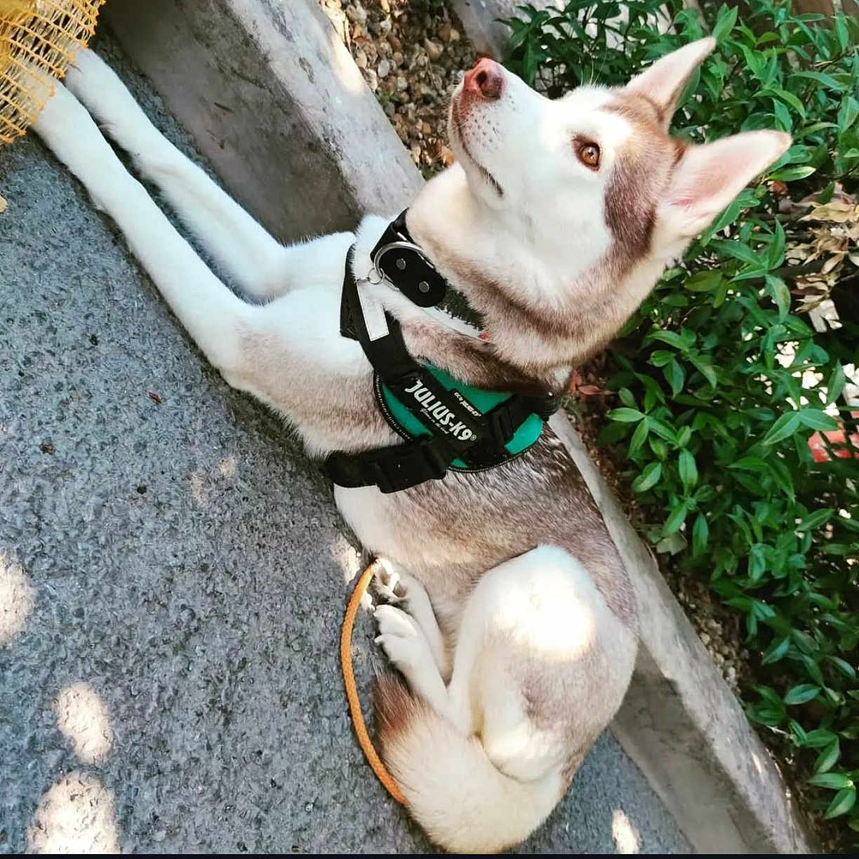 Kira