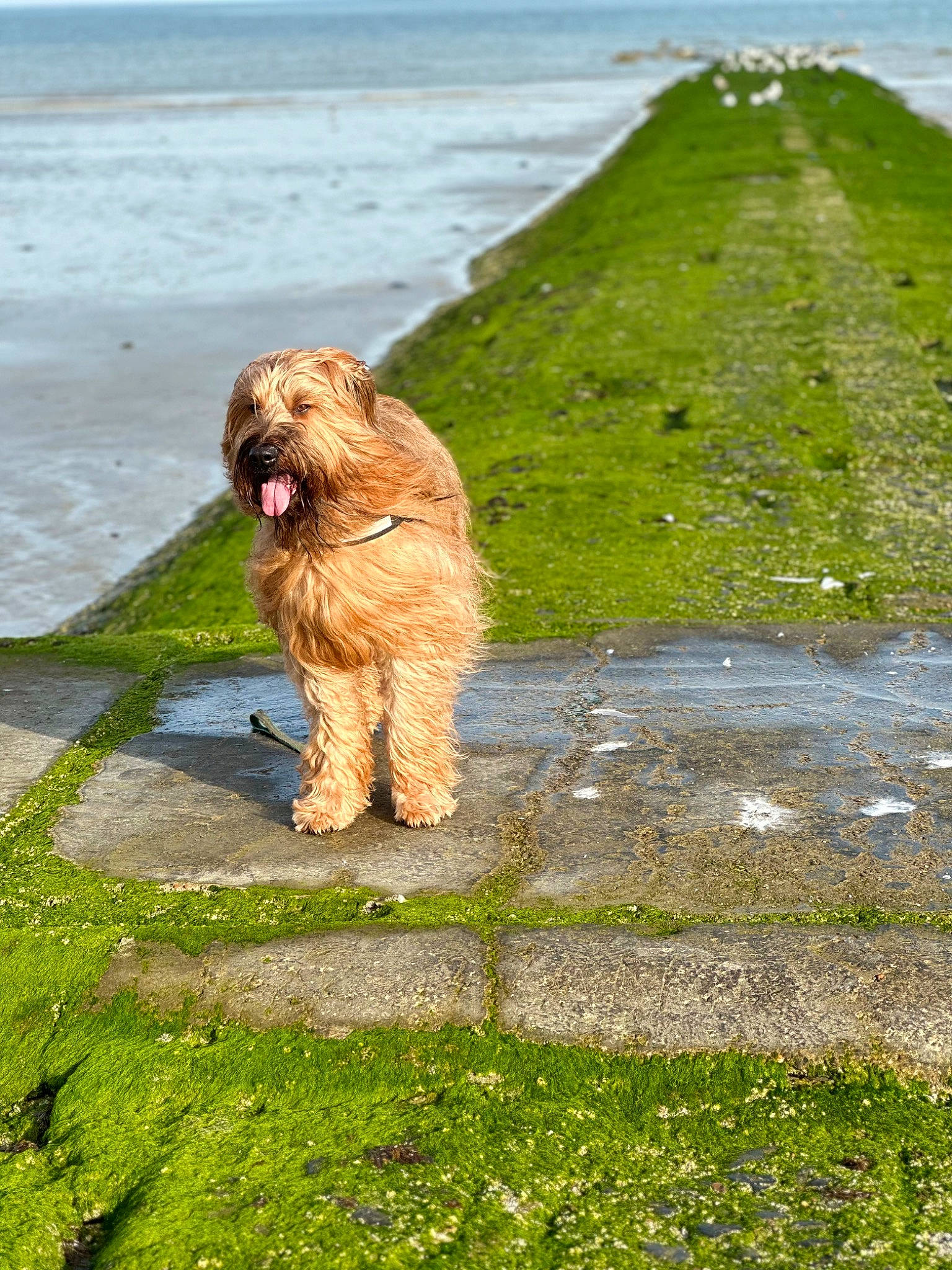 Melody participe au concours pour gagner de l'argent avec cette photo : body_of_water, canidae, carnivore, companion_dog, dog, dog_breed, grass, labradoodle, lake, landscape, liver, rock, sky, small_terrier, sporting_group, terrier, toy_dog, water, water_dog, working_animal