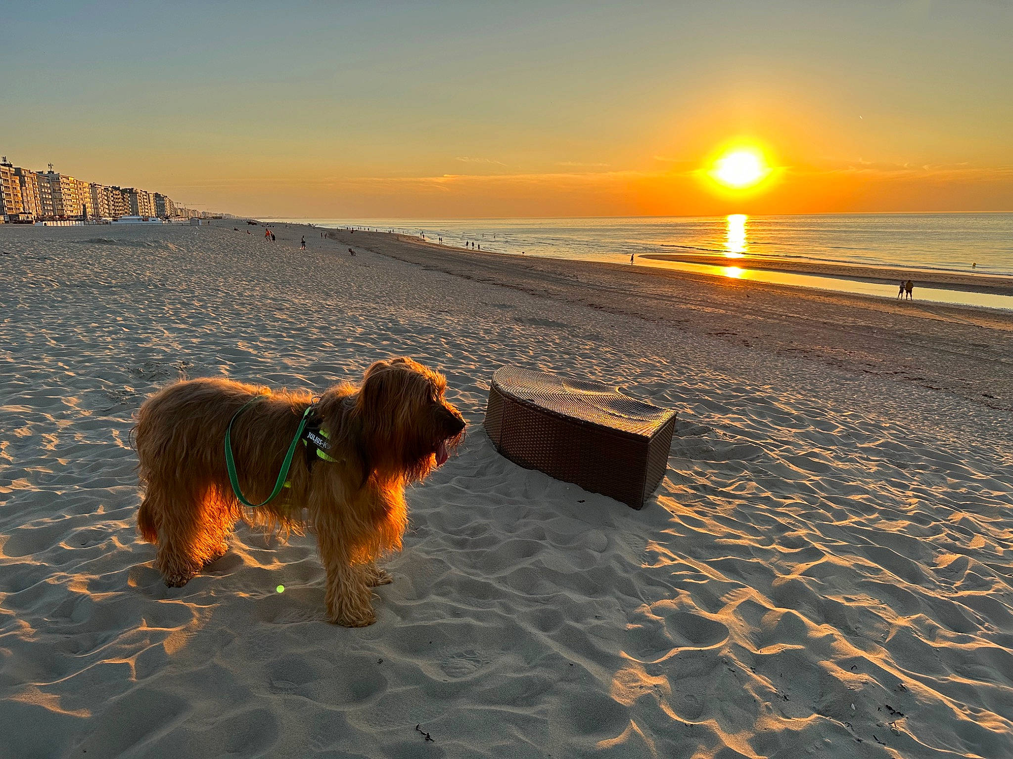 Melody participe au concours pour gagner de l'argent avec cette photo : afterglow, beach, calm, carnivore, cloud, dog, dog_breed, dusk, fawn, horizon, landscape, light, morning, sand, shore, sky, sunrise, sunset, water, water_dog