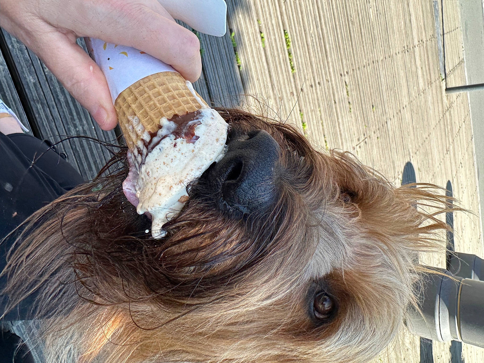 Melody a rejoint le concours — aidez-le/la à gagner de superbes lots ! beard, dog_breed, fashion_accessory, fawn, feather, foot, fur, human_leg, knee, liver, livestock, nail, sunglasses, tree, whiskers, wood, working_animal, wrist