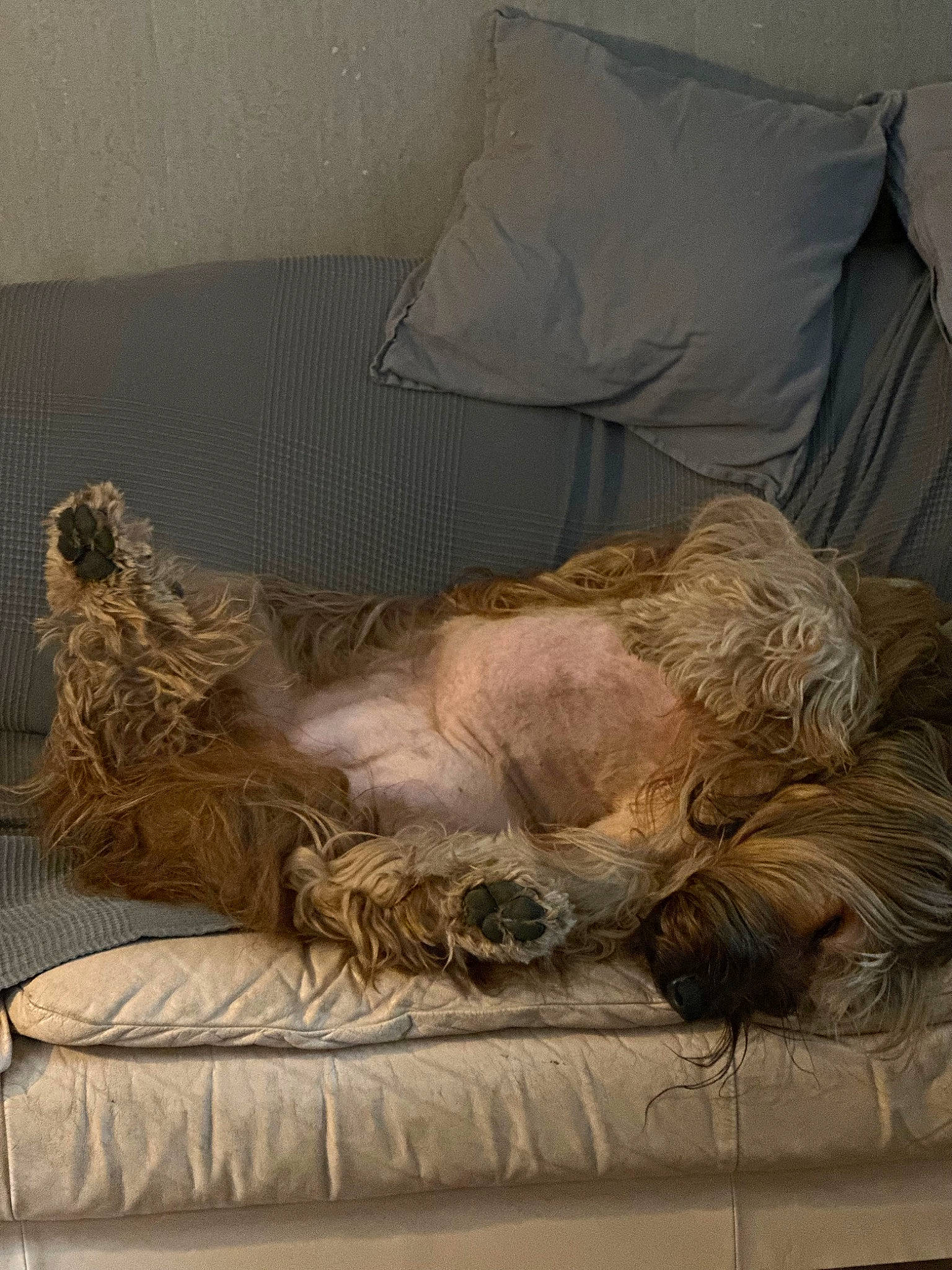 Melody a rejoint le concours — aidez-le/la à gagner de superbes lots ! art, bed, bed_sheet, bedding, bedroom, comfort, companion_dog, dog, dog_breed, fawn, fur, linens, liver, nap, room, sporting_group, tail, textile, throw_pillow, wood