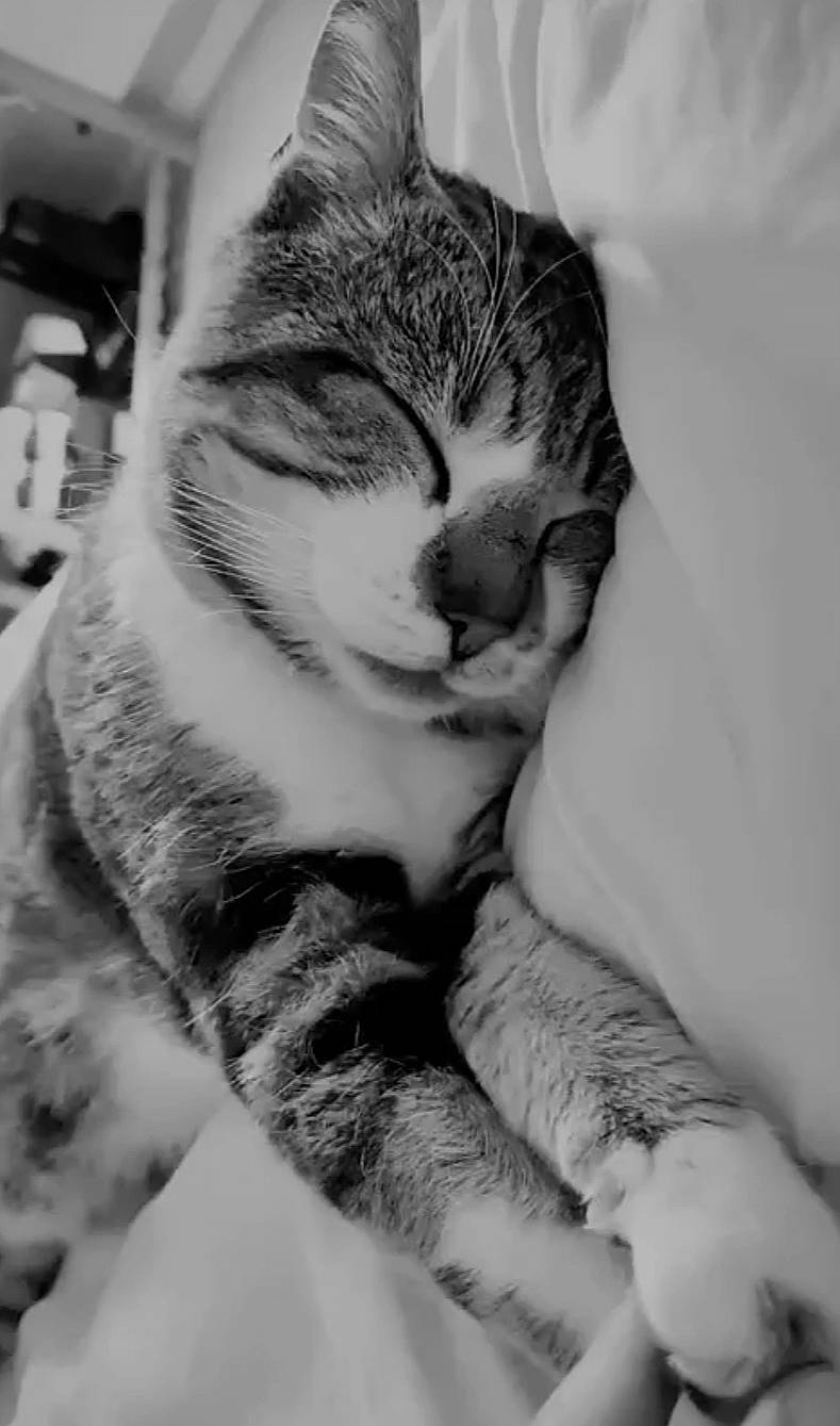 Totoche a rejoint le concours — aidez-le/la à gagner de superbes lots ! black_and_white, carnivore, cat, claw, comfort, domestic_short_haired_cat, ear, felidae, fur, gesture, hand, monochrome, monochrome_photography, paw, sitting, small_to_medium_sized_cats, snout, style, tail, whiskers