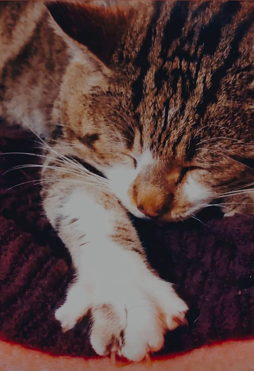 Totoche participe au concours pour gagner de l'argent avec cette photo : carnivore, cat, claw, close_up, comfort, domestic_short_haired_cat, fawn, felidae, fur, mouse, nap, paw, sky, sleep, small_to_medium_sized_cats, snout, tail, whiskers, wildlife, wood