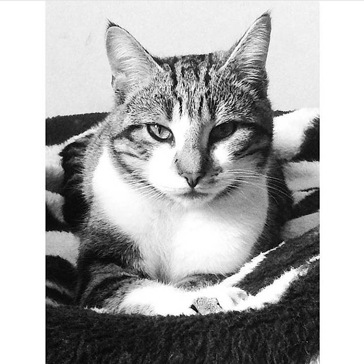 Totoche a rejoint le concours — aidez-le/la à gagner de superbes lots ! aegean_cat, american_wirehair, asian, black_and_white, carnivore, cat, domestic_short_haired_cat, european_shorthair, eye, felidae, kitten, monochrome, photography, small_to_medium_sized_cats, snapshot, snout, stock_photography, tabby_cat, whiskers, white