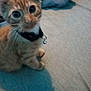 Spectrum joined the competition — help win amazing prizes! kitten, cat, orange_tabby, collar, bell, pet, indoor, blanket, curious, closeup, feline, young_animal, cute, domestic_cat, fur, whiskers, sitting, eyes, animal, collar_bell