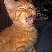 Spectrum joined the competition — help win amazing prizes! cat, kitten, orange_tabby, whiskers, yawning, fur, pet, indoor, cozy, blanket, cute, small_animal, animal, mammal, feline, domestic_cat, close_up, sitting, mouth_open, young