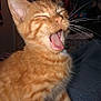 cat, kitten, orange_tabby, whiskers, yawning, fur, pet, indoor, cozy, blanket, cute, small_animal, animal, mammal, feline, domestic_cat, close_up, sitting, mouth_open, young