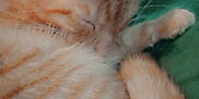 Spectrum is registered to the contest to win money with this photo: cat, ginger_cat, sleeping, close_up, fur, tabby, pet, animal, cozy, resting, curled_up, soft, cute, indoor, whiskers, tail, ears, green_background, nap, feline
