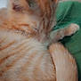 cat, ginger_cat, sleeping, close_up, fur, tabby, pet, animal, cozy, resting, curled_up, soft, cute, indoor, whiskers, tail, ears, green_background, nap, feline