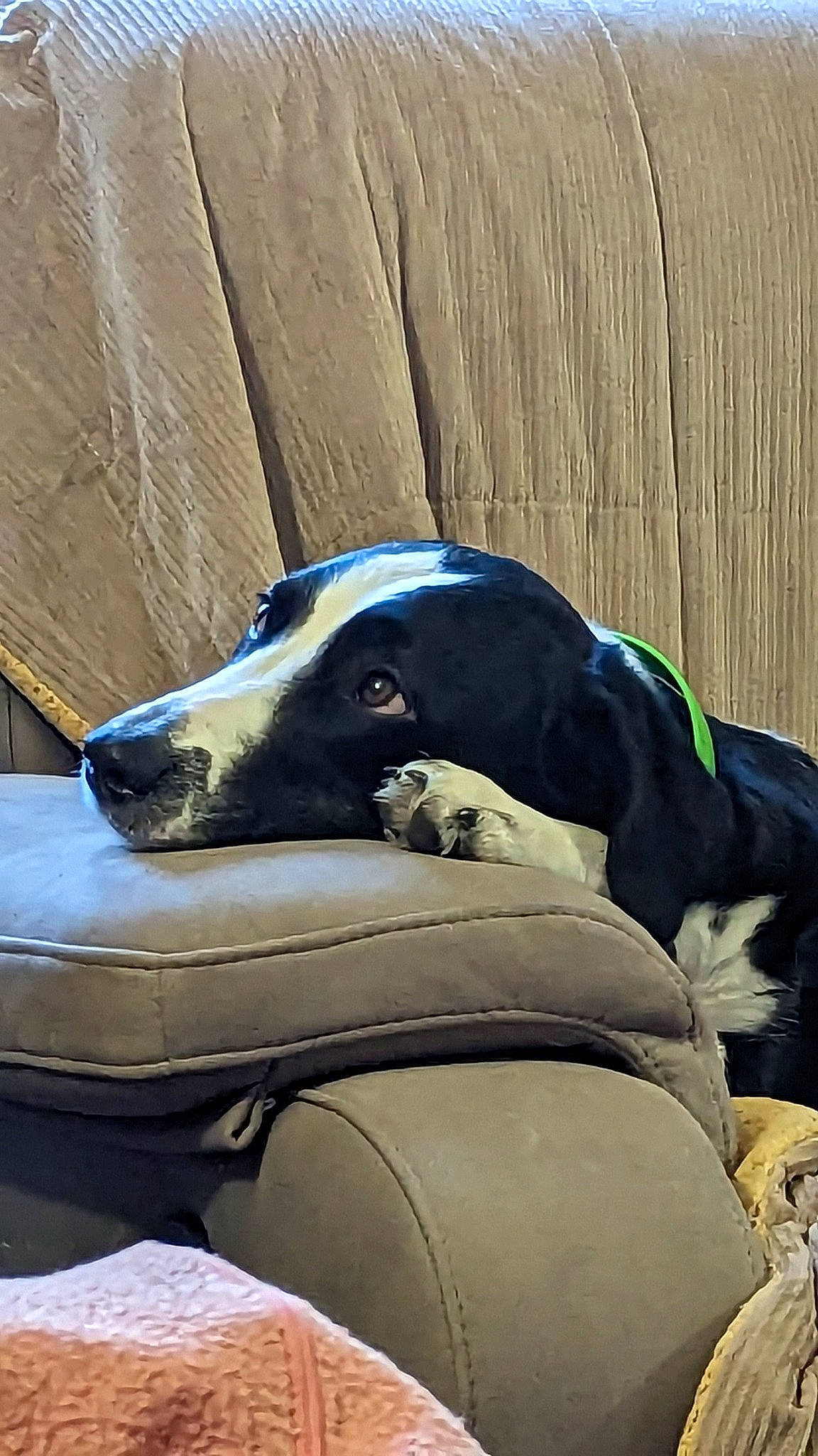 Lara participe au concours pour gagner de l'argent avec cette photo : canidae, carnivore, collar, comfort, companion_dog, dog, dog_breed, electric_blue, fawn, grass, leisure, non_sporting_group, pack_animal, personal_protective_equipment, recreation, snout, sporting_group, terrestrial_animal, wood, working_animal