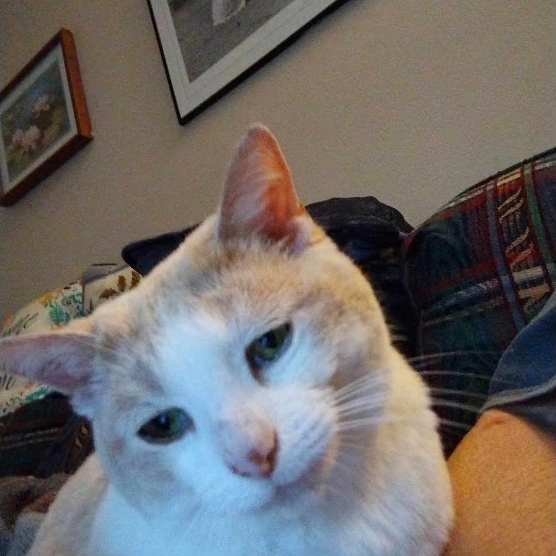 Ginger