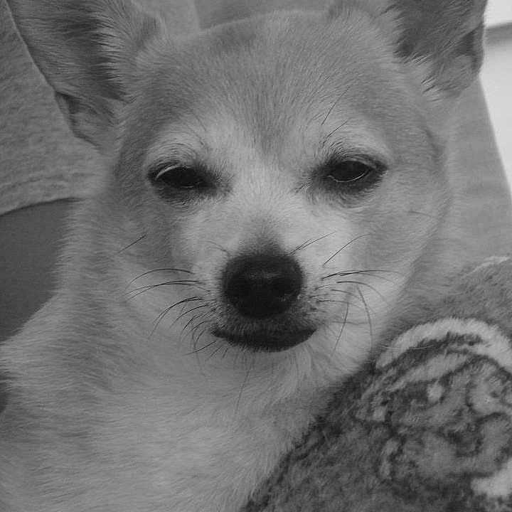Sammy is registered to the contest to win money with this photo: animal, black_and_white, blanket, calm, close_up, companion, cozy, cute, dog, ear, fur, indoor, monochrome, nose, pet, portrait, resting, sleepy, soft_focus, whiskers