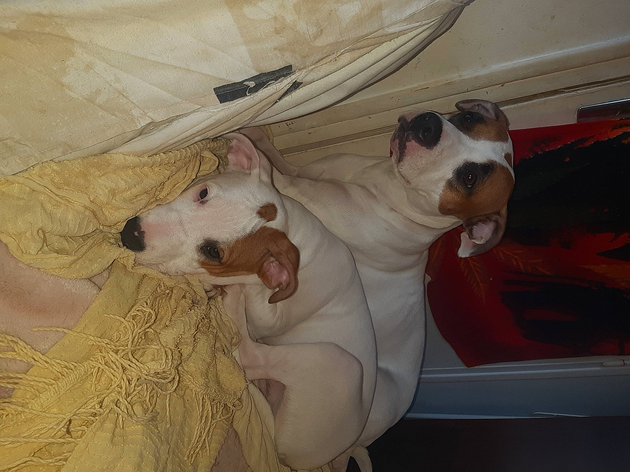 Bouddha a rejoint le concours — aidez-le/la à gagner de superbes lots ! american_bulldog, american_staffordshire_terrier, canidae, carnivore, companion_dog, dog, dog_breed, dogo_guatemalteco, fawn, mammal, non_sporting_group, old_english_bulldog, olde_english_bulldogge, pit_bull, snout, sporting_group, valley_bulldog, vertebrate