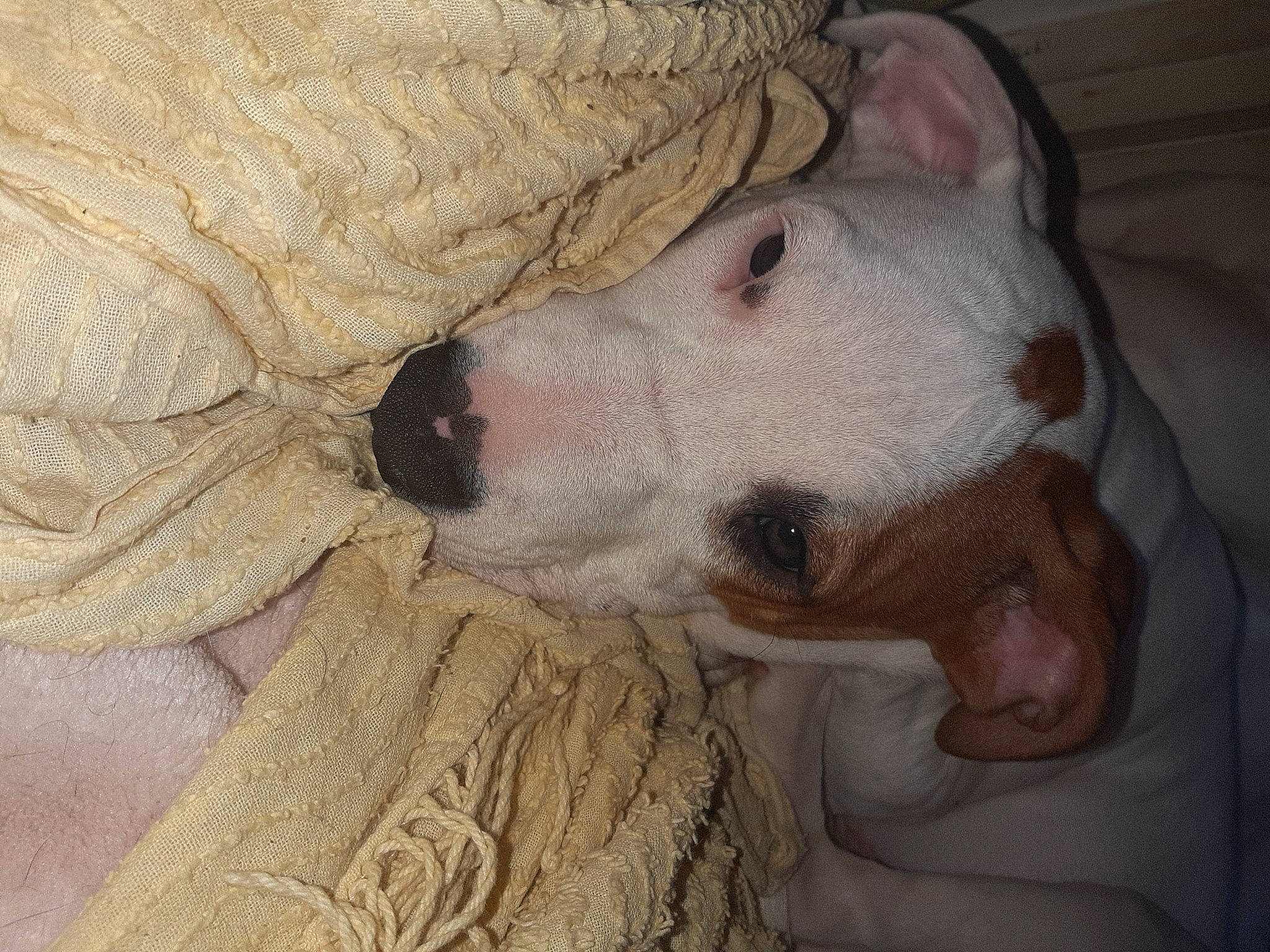 Bouddha participe au concours pour gagner de l'argent avec cette photo : american_bulldog, bull_and_terrier, bull_terrier, bull_terrier_miniature, canidae, carnivore, dog, dog_breed, dogo_argentino, english_white_terrier, fawn, mammal, non_sporting_group, nose, pit_bull, puppy, puppy_love, snout, terrier, vertebrate