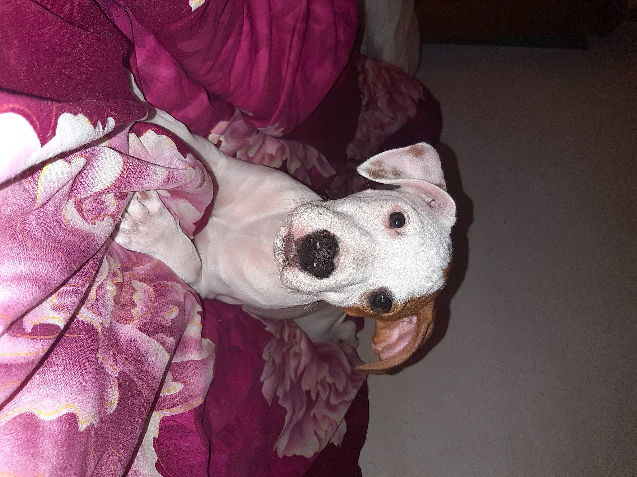 Bouddha participe au concours pour gagner de l'argent avec cette photo : american_bulldog, american_staffordshire_terrier, boston_terrier, canidae, carnivore, companion_dog, dog, dog_breed, dogo_argentino, ear, fawn, french_bulldog, head, mammal, non_sporting_group, pink, pit_bull, puppy, snout