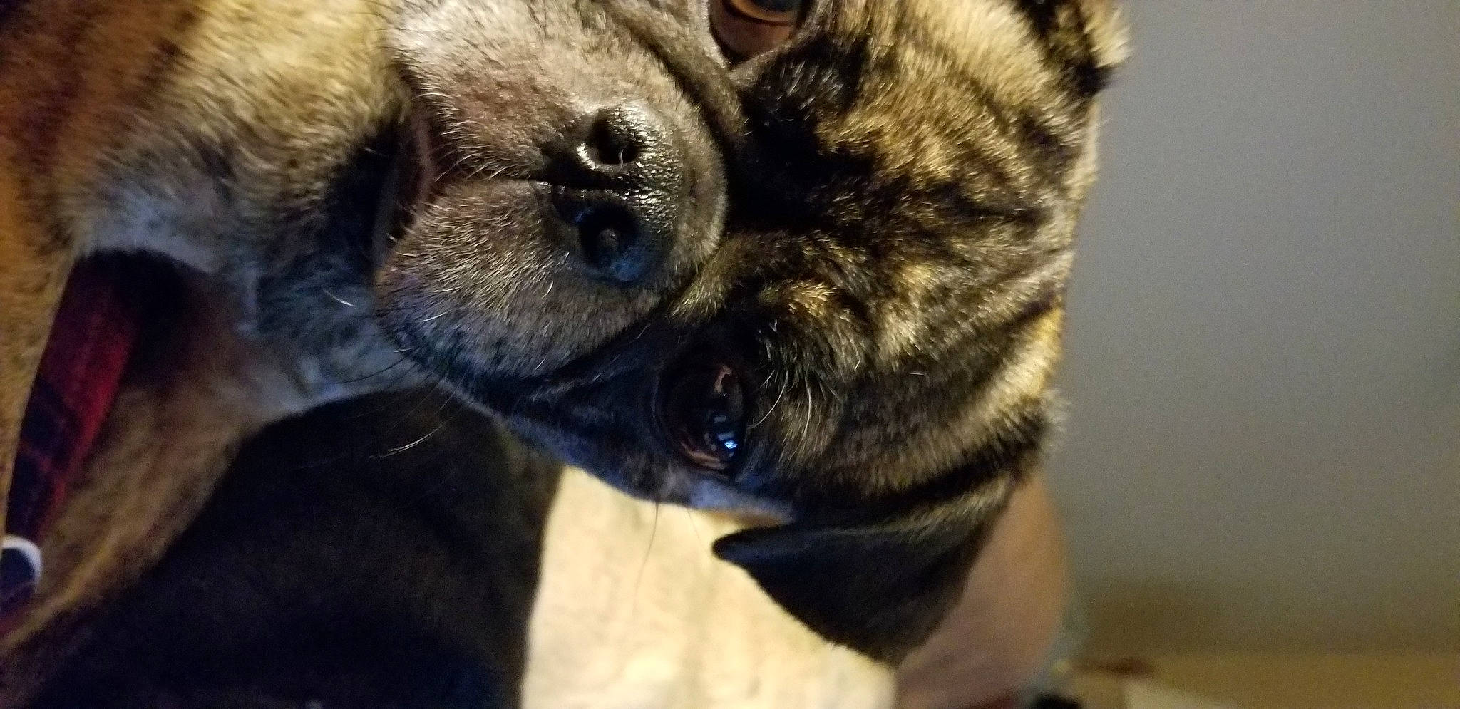 Rae is registered to the contest to win money with this photo: border_terrier, canidae, carnivore, dog, dog_breed, ear, fawn, mammal, nose, pug, puppy, snout, toy_dog, vertebrate