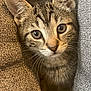 cat, kitten, tabby, pet, animal, cute, feline, whiskers, ears, eyes, couch, furniture, indoor, cozy, texture, closeup, curious, young, soft, resting
