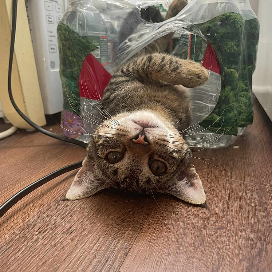 Romeo joined the competition — help win amazing prizes! animal, appliance, brown, cable, cat, curious, cute, floor, indoors, looking, pet, plastic, playful, resting, striped, stuck, tabby, water_bottle_pack, whiskers, wooden_floor