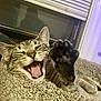 cat, tabby_cat, paw, yawning, meowing, pet, indoor, carpeted_cat_tree, window, blind, cozy, feline, cute, whiskers, animal, sleepy, playful, raised_paw, relaxed, close_up