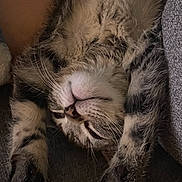 Romeo is registered to the contest to win money with this photo: cat, tabby, sleeping, upside_down, paws, feline, fur, whiskers, cozy, resting, indoor, pet, cute, animal, relaxed, closeup, soft, texture, warm, comfort