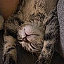 cat, tabby, sleeping, upside_down, paws, feline, fur, whiskers, cozy, resting, indoor, pet, cute, animal, relaxed, closeup, soft, texture, warm, comfort
