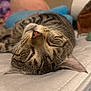 cat, tabby, sleeping, mattress, indoor, relaxed, pet, feline, whiskers, fur, nose, ear, closeup, resting, cozy, soft, pillow, bedroom, animal, cute