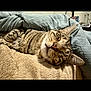 cat, tabby, sleeping, nap, blanket, bed, cozy, indoor, feline, fur, whiskers, ears, comfort, resting, domestic_animal, cute, peaceful, soft, home, relaxed