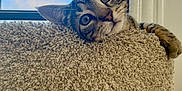 Romeo is registered to the contest to win money with this photo: cat, tabby, pet, animal, indoor, window, blue_sky, curious, cozy, feline, cat_tree, carpeted, playful, resting, ears, whiskers, paw, head_tilt, daylight, home