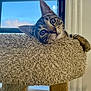 cat, tabby, pet, animal, indoor, window, blue_sky, curious, cozy, feline, cat_tree, carpeted, playful, resting, ears, whiskers, paw, head_tilt, daylight, home